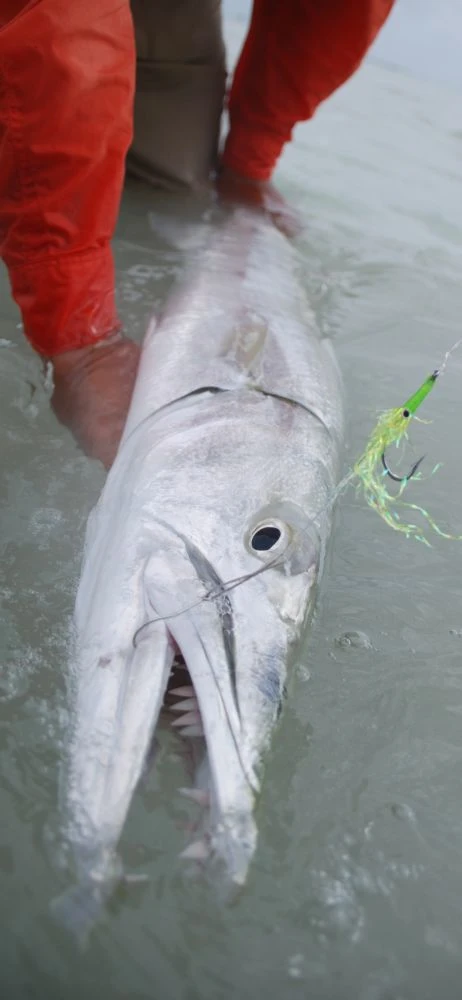 Cuda Snack By Fulling Mill // Barracuda Fly 2 Cuda Snack By Fulling Mill // Barracuda Fly - Image 2