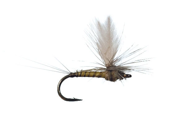 Winger Parachute BWO By Solitude 1 Winger Parachute BWO By Solitude